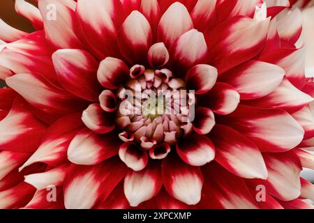 Dahlie Blume Stockfoto