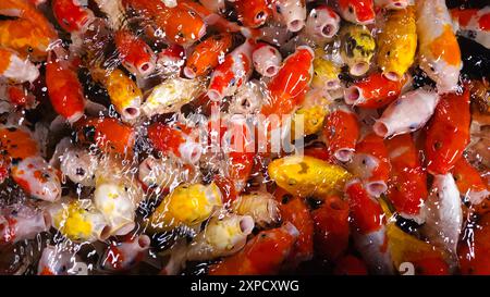 Blick von oben viele bunte Koi-Fische oder japanische Koi-Karpfen schwimmen frei im gesunden Teich. Viele Fische öffnen den Mund, um Futter zu geben. Stockfoto