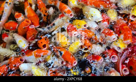 Blick von oben auf farbenfrohe Koi-Fische oder japanische Koi-Karpfen, die im gesunden See schwimmen. Koi, der Mund offen findet, um zu essen. Stockfoto