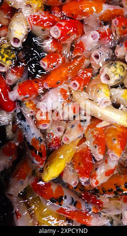 Blick von oben auf farbenfrohe Koi-Fische oder japanische Koi-Karpfen, die im gesunden See schwimmen. Koi, der Mund offen findet, um zu essen. Stockfoto
