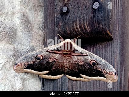 Riesige peacock Motte Stockfoto