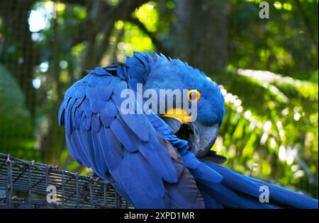 Entzückender leuchtend blauer Hyazinthe-Ara im tropischen Grünen Garten Stockfoto