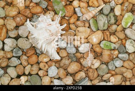 Natürliche Ramose Murex Shell mit weiteren winzigen Muscheln am Pebble Stone Beach Stockfoto