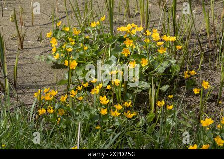 Marsh Marigold, auch Caltha palustris genannt Stockfoto