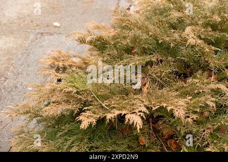 Zürich, Schweiz, 5. Januar 2024 Microbiota decussata oder sibirische Teppichzypresse im botanischen Garten Stockfoto