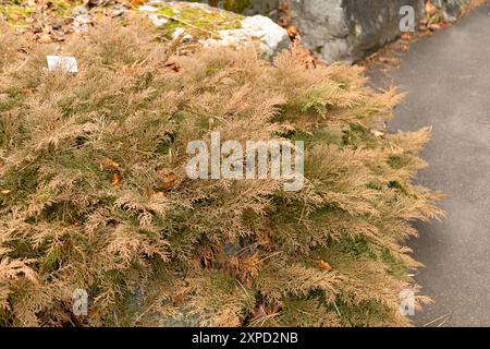 Zürich, Schweiz, 5. Januar 2024 Microbiota decussata oder sibirische Teppichzypresse im botanischen Garten Stockfoto