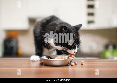 Hausleben mit Haustier. Die süße Katze isst zu Hause aus einer Metallschale. Stockfoto