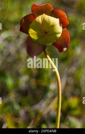 Karnivore Pflanze (Sarracenia purpurea), Neufundland, Kanada Stockfoto