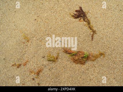 Das Meer ​​wave überschwemmt Algen auf Sand und Ostseestoff Stockfoto