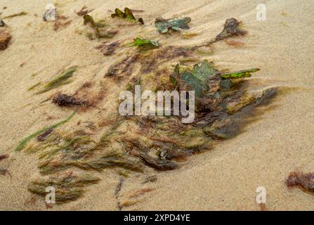 Das Meer ​​wave überschwemmt Algen auf Sand und Ostseestoff Stockfoto