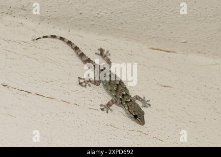 Italien, Lombardei, Geko an der Hausmauer Stockfoto