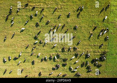 Kuhweide mit Blick von oben. Kühe werden sich auf dem pptktyjq Sommergras niederlassen Stockfoto