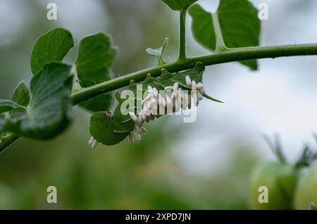 Hornwurmlarve bedeckt mit Parasitenkokons Stockfoto