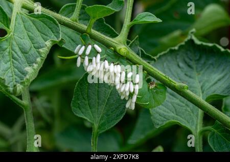 Hornwurmlarve bedeckt mit Parasitenkokons Stockfoto