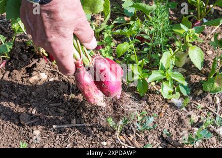 Ein Haufen frisch zubereiteter, hausgemachter „französischer Frühstück“ Radieschen. Stockfoto