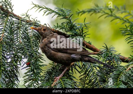 Ein männlicher Schwarzvogel, der an seinem glänzenden schwarzen Gefieder und seinem gelben Schnabel erkannt wird, der im Englischen Garten in München zu sehen ist. Stockfoto