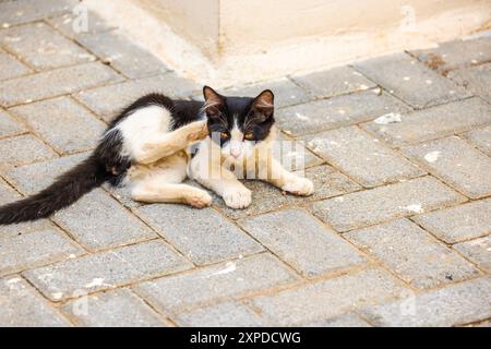 Eine schwarze und weiße Katze kratzt ihr Ohr, während sie auf einem Gehweg liegt. Stockfoto