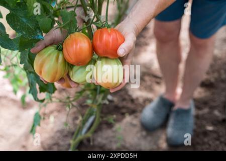 Ein Bauer hält einen Zweig mit grünen und roten Tomaten in den Händen, der in einem Gewächshaus angebaut wurde Stockfoto