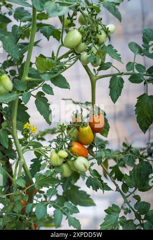 Teil einer Kirschtomatenpflanze - Blätter, Stängel, Früchte und Blüten Stockfoto