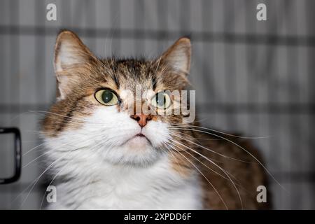 Eine bezaubernde braune und weiße Katze mit auffälligen grünen Augen blickt neugierig in die Kamera und hält ihre verspielte Essenz wunderschön fest Stockfoto