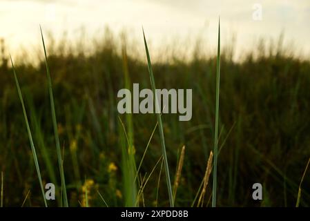 Leymus arenarius ist auch bekannt als Meergras oder Sandryegras, das auf Sanddünen an der Ostsee wächst Stockfoto