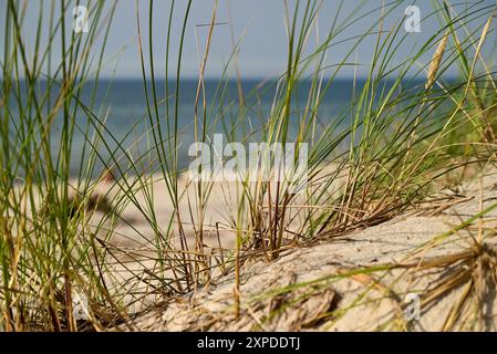 Leymus arenarius ist auch bekannt als Meergras oder Sandryegras, das auf Sanddünen an der Ostsee wächst Stockfoto