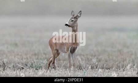 Junger Rotwild Capreolus capreolus, der auf gemähtem Feld steht und zurückblickt Stockfoto