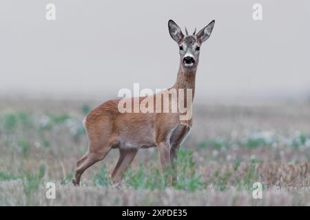 Junger Rotwild Capreolus capreolus, der auf dem gemähten Feld steht und in die Kamera blickt Stockfoto