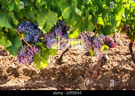 Veraison in einem Weinberg. Trauben mit Beeren, die die Reifephase beginnen. Traditionelle Landwirtschaft. Sardinien. Stockfoto