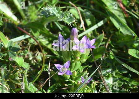 Der Herbst Gentian' Gentianella amarella' ist ein kleines, jährliches Gebiet, das auf Kreideflächen wächst und nach Süden gerichtete Hänge mit dünnem Boden begünstigt. Es ist violett, tr Stockfoto