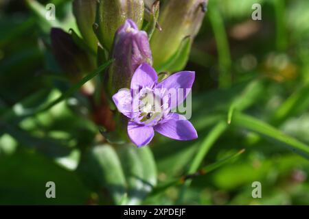 Die Gentianella amarella im Herbst ist ein kleines, jährliches Erzeugnis, das auf Kreideflächen wächst und nach Süden gerichtete Hänge mit dünnem Boden begünstigt. Es ist lila, t Stockfoto