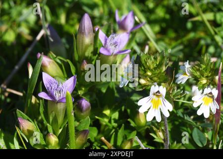 Herbstgentian Gentianella amarella, kleine, lila blaue Blume mit weißen Augentrottblüten „Euphrasia nemorosa“ in einem reichen Wildblumenberg Stockfoto