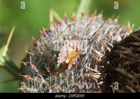 Sloe Bug, Dolycoris baccarum, ein Mitglied der Pentatomidae-Familie der Shield Bugs. Gefunden auf einem großen Distelkopf in der Nähe von Büschen auf einem Kreideabhang i Stockfoto