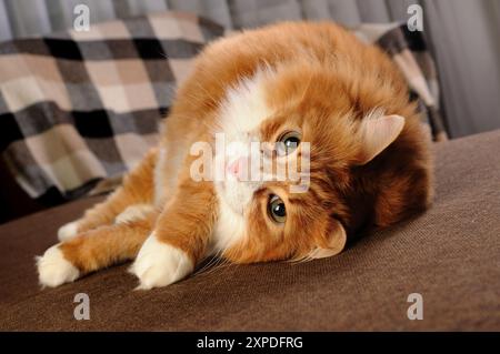 Eine Ingwerkatze liegt auf dem Sofa Stockfoto