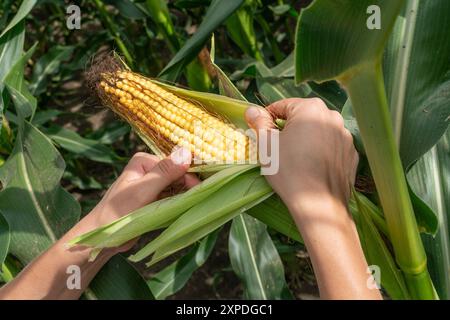 Nahaufnahme von weiblichen Bauernhänden mit Maiskolben während der Beurteilung und Kontrolle einer zukünftigen Erntequalität auf einem Feld. Stockfoto