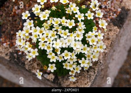 Saxifraga 'White Pixie', Saxifragaceae. Stockfoto