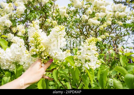 Weiße Flieder blühen in der Frauenhand. Weißer Flieder auf einem Baum. Blüten der weissen Flieder. Wunderschöner Frühlingslila. Hochwertige Fotos Stockfoto