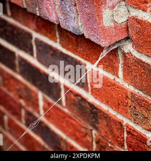 Arachnid Seilrutsche - Spinnennetz, das sich von der Ecke der verlängerten Ziegelschicht an der Ziegelwand erstreckt Stockfoto