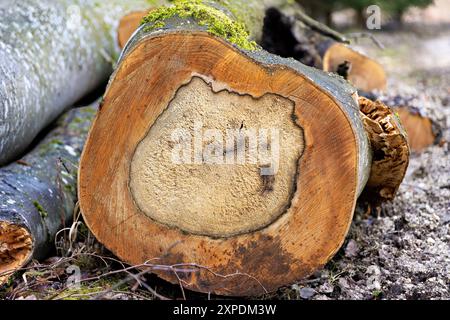 Querschnitt eines alten, kranken Baumes Stockfoto
