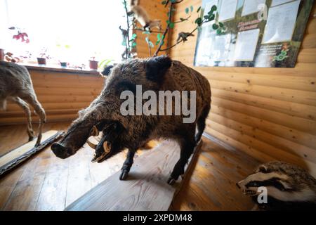 Eine Taxidermie hat ein Wildschwein gestopft. Stockfoto