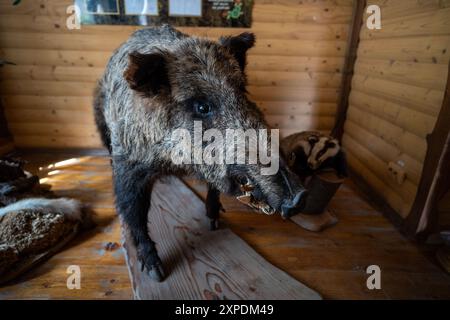 Eine Taxidermie hat ein Wildschwein gestopft. Stockfoto