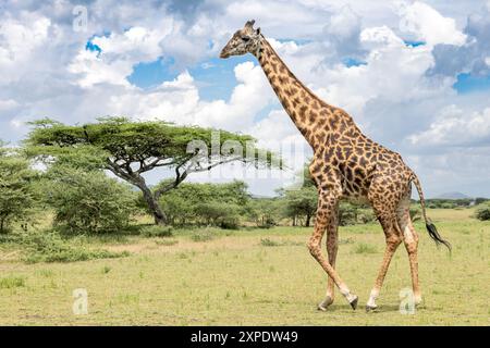 Maasai Giraffe + Rotdornbäume, Acacia lahai, auch bekannt als Regenschirmbäume, für ihren Schatten, Serengeti-Ebenen, Tansania Stockfoto