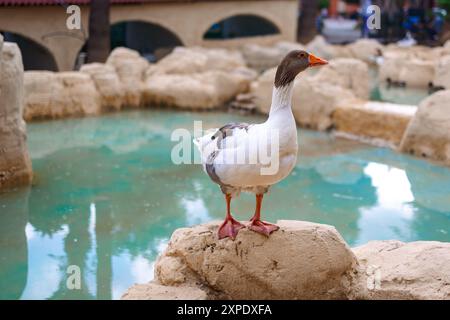 Porträt der Gans. Ländliche Landschaft mit Gänsen, Hühnern und Truthühnern weiden auf dem Geflügelhof. Ländliche Bio-Naturtierfarm. Hochwertige Fotos Stockfoto