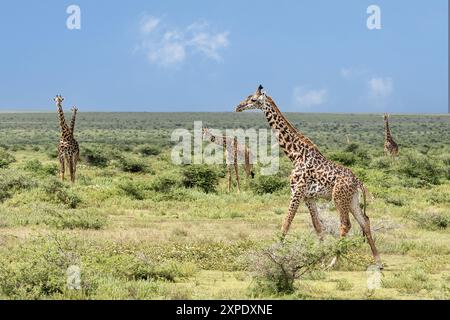 Maasai Giraffe, Serengeti Plains, Tansania Stockfoto