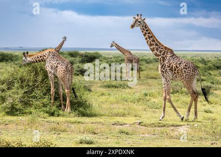 Maasai Giraffe, Serengeti Plains, Tansania Stockfoto