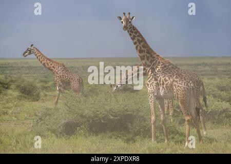 Maasai Giraffe, Staub von vorbeifahrenden Fahrzeugen, Serengeti-Ebenen, Tansania Stockfoto