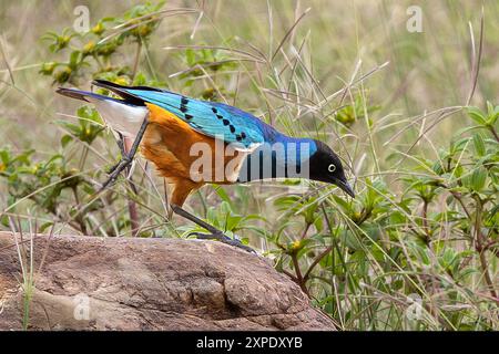 Super Starling, Ndutu Plains, Serengeti Nationalpark, Tansania Stockfoto