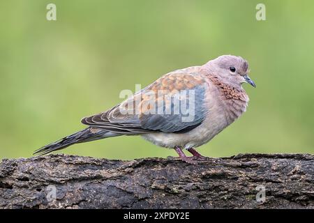 Lachende Taube, Ndutu Plains, Serengeti Nationalpark, Tansania Stockfoto