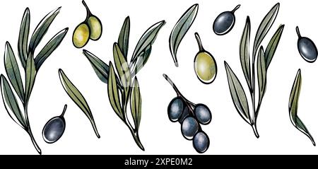 Vektor-Olivenbaum Zweig mit Blättern und Oliven Frucht. Handgemalte Aquarellblume für Logo, Verpackungsdesign, Grußworte, Tapeten Stock Vektor