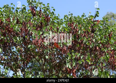 Samenkapseln des Judas-Baumes oder Judas-Baumes, Cercis siliquastrum, Fabaceae. Griechenland, Europa. Ein kleiner Laubbaum aus der blühenden Pflanzenfamilie Fabacea Stockfoto